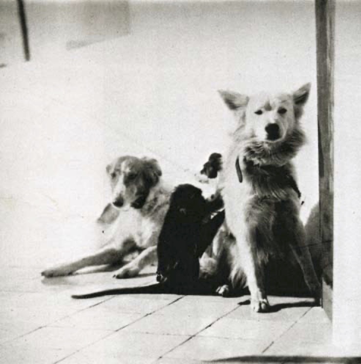 Munthe’s baboon Billy picking fleas on the dog Tappio